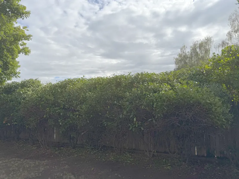 The same hedge row cut level across the top and faced back, with the wood fence visible beneath it again, after hedge trimming by Peak Landscaping in Southern Oregon