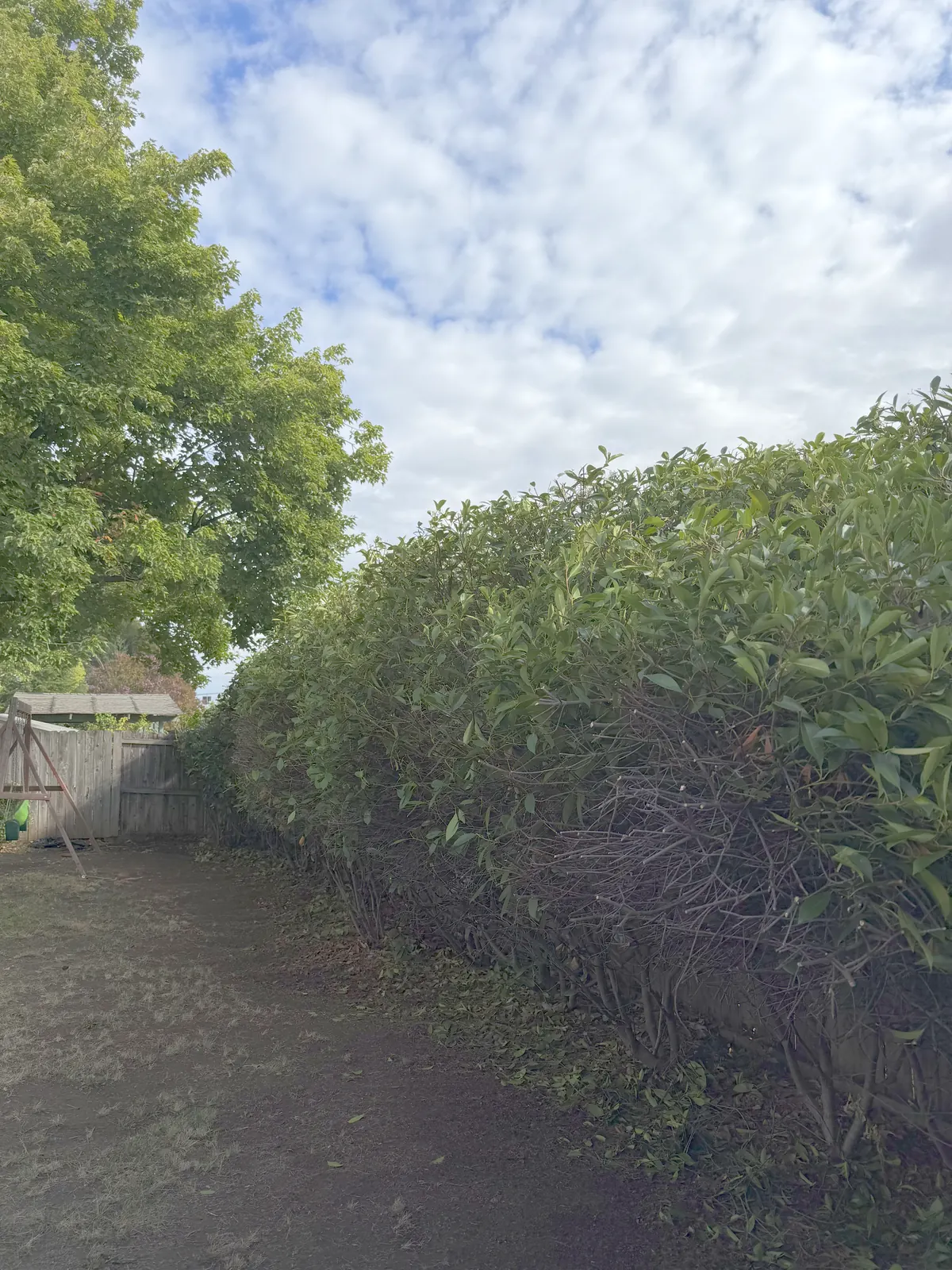 A hedge run faced back to its branch frame with the dirt path along the wood fence clear and walkable again after trimming by Peak Landscaping in Southern Oregon