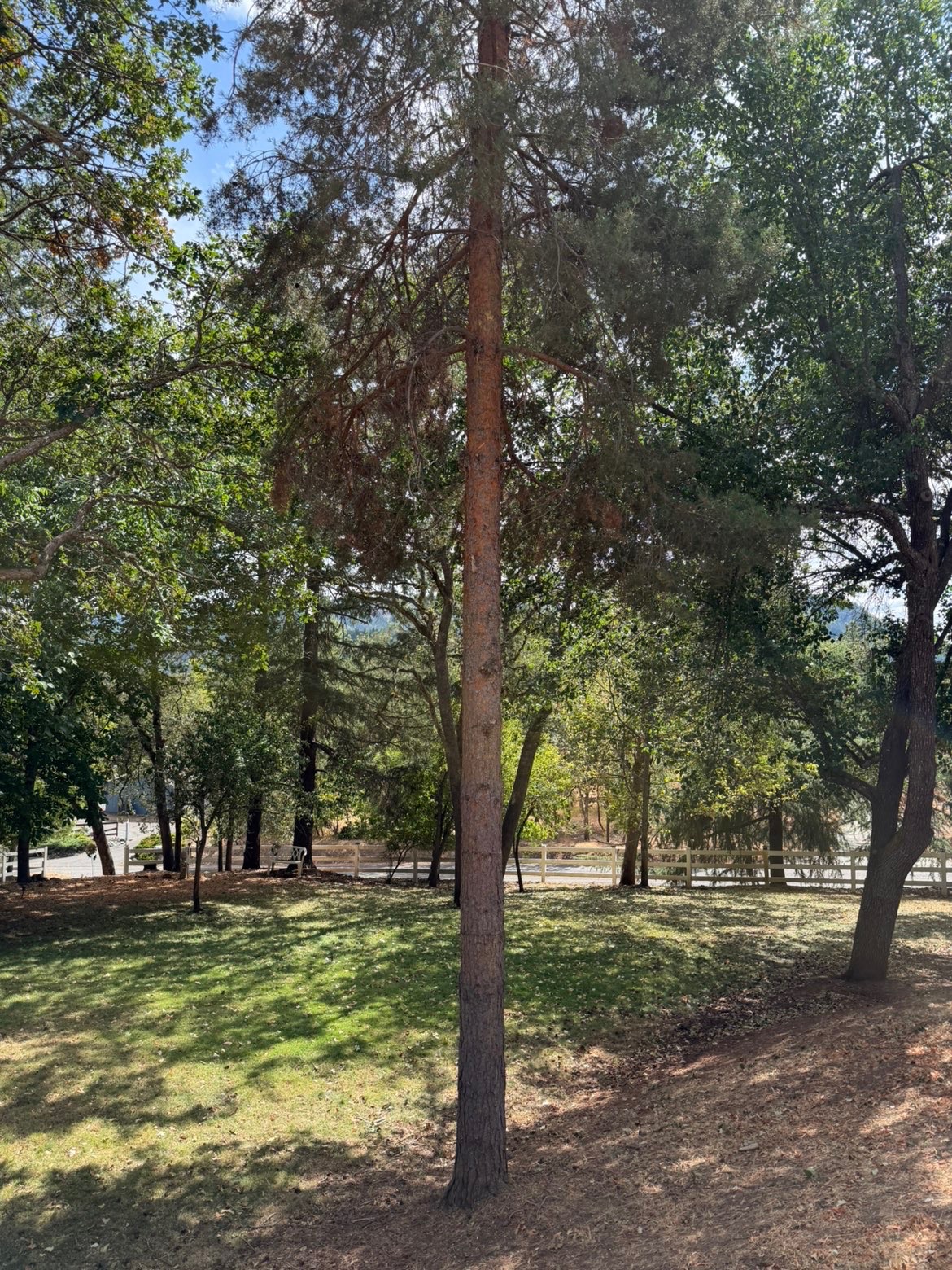 Pine tree on a maintained Southern Oregon lawn after limb cleanup work