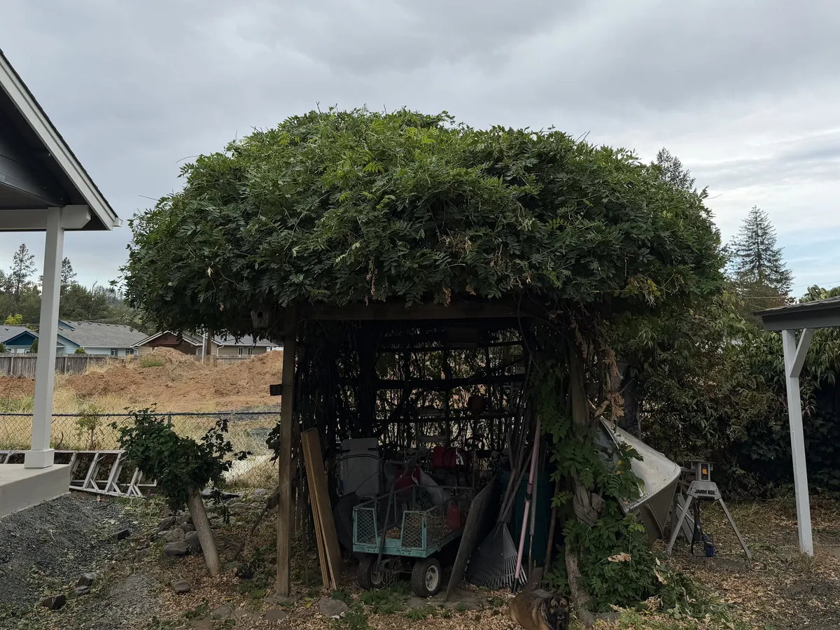 A backyard wisteria arbor trimmed back into a tight rounded canopy with the runners cleared off the front after vine trimming by Peak Landscaping in Southern Oregon
